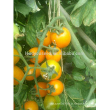 TY01 Huangzuan forme ovale f1 hybride jaune graines de tomates cerises